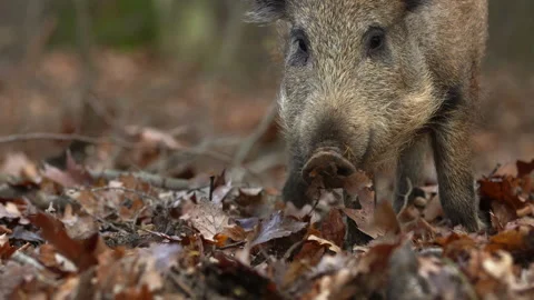 Closeup young wild boar Sus scrofa calm piggy looking for nutriment in woods Stock Footage 145884465