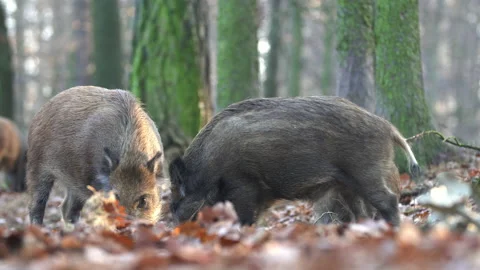 Closeup young wild boar Sus scrofa calm piggy looking for nutriment in woods Stock Footage 147288084