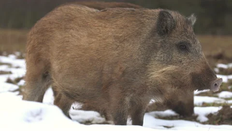 Closeup young wild boar Sus scrofa calm piggy looking for nutriment in woods Stock Footage 147333014