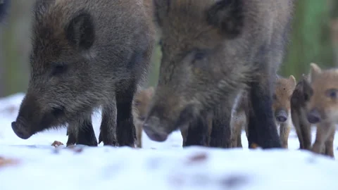 Closeup young wild boar Sus scrofa calm piggy looking for nutriment in dark wood Stock Footage 147432925