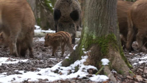 Closeup young wild boar Sus scrofa family, calm piggy looking for nutriment. Stock Footage 147442982