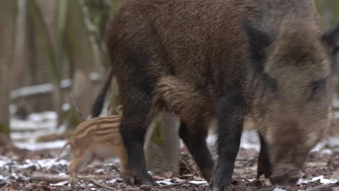 Closeup young wild boar Sus scrofa family, piggy mother suckling striped young. Stock Footage 147452582