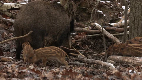 Closeup young wild boar Sus scrofa family, piggy mother suckling striped youngs Stock Footage 147474121