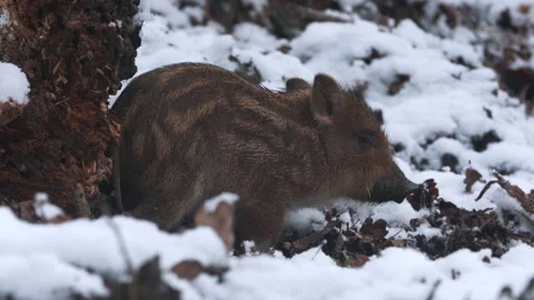 Closeup young wild boar Sus scrofa calm piggy being cold in deep winter woods. Stock Footage 147478440