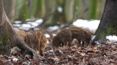 Closeup young wild boar Sus scrofa calm piggy looking for nutriment in dark wood Stock Footage 148222403