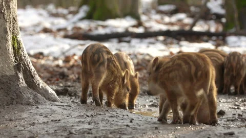 Closeup young wild boar Sus scrofa calm piggy looking for nutriment in dark wood Stock Footage 148228705