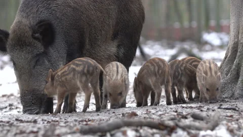 Closeup young wild boar Sus scrofa family, calm piggy looking for nutriment. Stock Footage 148229849