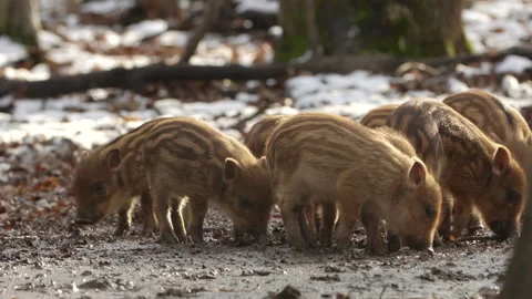 Closeup young wild boar Sus scrofa calm piggy looking for nutriment in dark wood Stock Footage 148248053