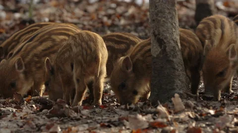 Closeup young wild boar Sus scrofa calm piggy looking for nutriment in dark wood Stock Footage 148249761