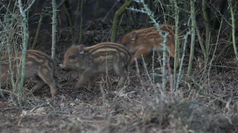 Closeup young wild boar Sus scrofa calm piggy looking for nutriment in dark wood Stock Footage 148409933