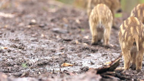 Closeup young wild boar Sus scrofa calm piggy looking for nutriment in dark wood Stock Footage 148693465