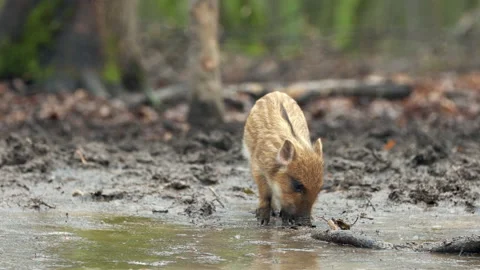 Closeup young wild boar Sus scrofa calm piggy looking for nutriment in dark wood Stock Footage 148696033
