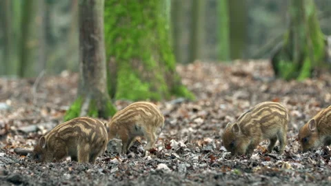 Closeup young wild boar Sus scrofa calm piggy looking for nutriment in dark wood Stock Footage 148697737