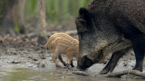 Closeup young wild boar Sus scrofa family, piggy looking for nutriment in wood. Stock Footage 148698206