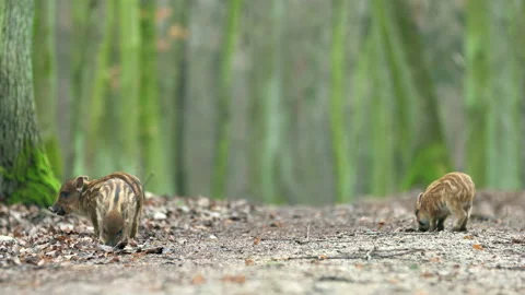 Closeup young wild boar Sus scrofa calm piggy looking for nutriment in dark wood Stock Footage 148703683
