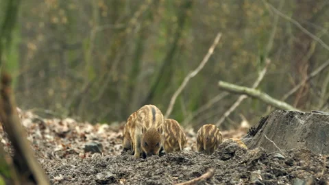 Closeup young wild boar Sus scrofa calm piggy looking for nutriment in dark wood Stock Footage 148705945