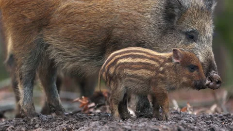 Closeup young wild boar Sus scrofa calm piggy looking for nutriment in dark wood Stock Footage 148707555