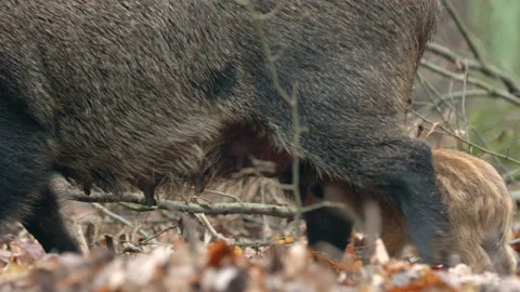 Closeup young wild boar Sus scrofa family, piggy mother weaning striped young. Stock Footage 148895643