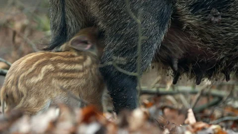 Closeup young wild boar Sus scrofa family, piggy mother suckling striped young Stock Footage 148896476