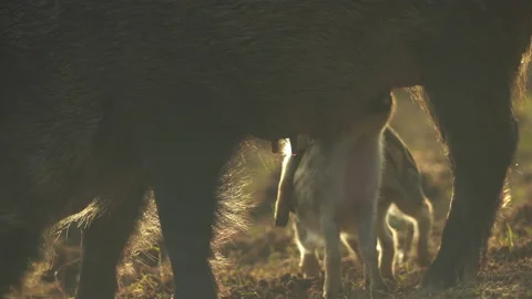 Closeup young wild boar Sus scrofa family, piggy mother suckling striped youngs Stock Footage 150360656