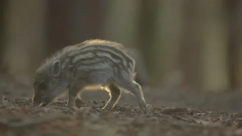 Closeup young wild boar Sus scrofa calm piggy looking for nutriment in dark wood Stock Footage 150462937