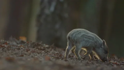 Closeup young wild boar Sus scrofa calm piggy looking for nutriment in dark wood Stock Footage 150471180