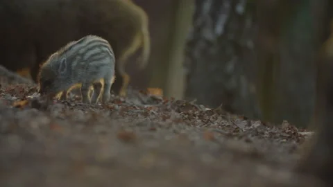 Closeup young wild boar Sus scrofa calm piggy looking for nutriment in dark wood Stock Footage 150474247