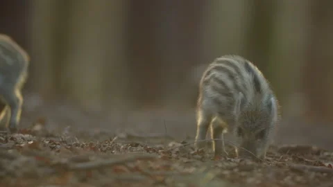 Closeup young wild boar Sus scrofa calm piggy looking for nutriment in dark wood Stock Footage 150513593