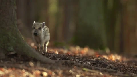 Closeup young wild boar Sus scrofa calm piggy walking in dark wood. Stock Footage 150838404