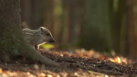 Closeup young wild boar Sus scrofa, piggy scratching yourself by tree trunk. Stock Footage 150838513