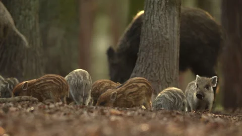 Closeup young wild boar Sus scrofa calm piggy looking for nutriment in dark wood Stock Footage 150839749