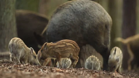 Closeup young wild boar Sus scrofa calm piggy looking for nutriment in dark wood Stock Footage 150841353