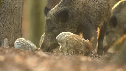Closeup young wild boar Sus scrofa calm piggy looking for nutriment in dark wood Stock Footage 150842476