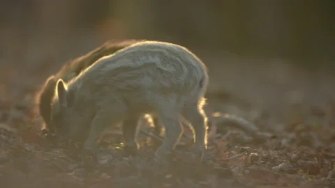 Closeup young wild boar Sus scrofa calm piggy looking for nutriment in dark wood Stock Footage 150844015