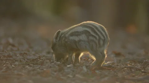 Closeup young wild boar Sus scrofa calm piggy looking for nutriment in dark wood Stock Footage 150844577