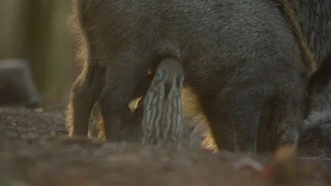 Closeup young wild boar Sus scrofa family, piggy mother suckling striped youngs Stock Footage 150846048