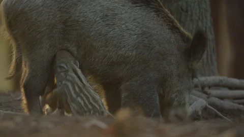 Closeup young wild boar Sus scrofa family, piggy mother suckling striped youngs Stock Footage 150846512