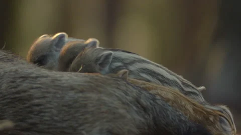 Closeup young wild boar Sus scrofa family, piggy mother suckling striped youngs Stock Footage 150852544