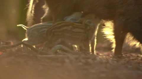 Closeup young wild boar Sus scrofa family, piggy mother suckling striped youngs Stock Footage 150852779