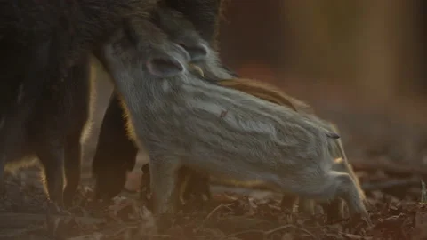 Closeup young wild boar Sus scrofa family, piggy mother suckling striped youngs Stock Footage 150855984