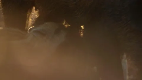 Closeup young wild boar Sus scrofa family, piggy mother suckling striped youngs Stock Footage 150856769
