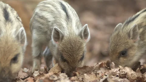 Closeup young wild boar Sus scrofa calm piggy looking for nutriment in dark wood Stock Footage 150925697