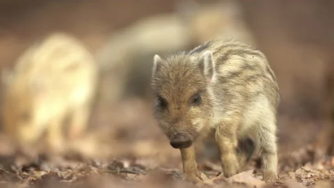 Closeup young wild boar Sus scrofa calm piggy looking for nutriment in dark wood Stock Footage 150932004
