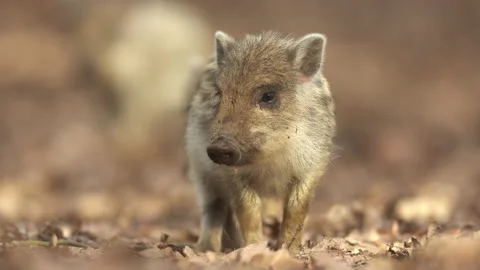 Closeup young wild boar Sus scrofa excited piggy staring for a long in dark wood Stock Footage 150934253