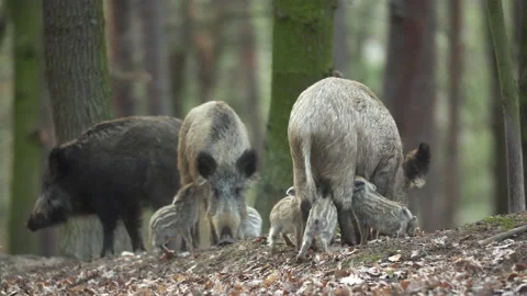 Closeup young wild boar Sus scrofa family, piggy mother suckling striped young Stock Footage 150983830