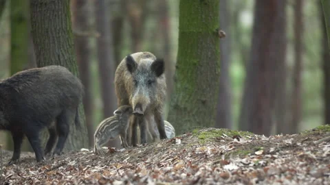 Closeup young wild boar Sus scrofa family, piggy mother suckling striped young Stock Footage 150985187