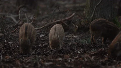 Closeup young wild boar Sus scrofa calm piggy looking for nutriment in dark wood Stock Footage 150987397