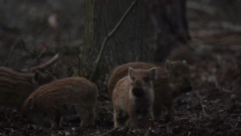 Closeup young wild boar Sus scrofa calm piggy looking for nutriment in dark wood Stock Footage 150987658