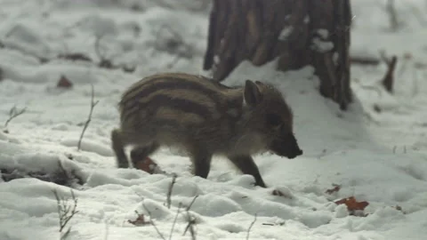 Closeup young wild boar Sus scrofa calm piggy walking in dark wood. Stock Footage 151012153
