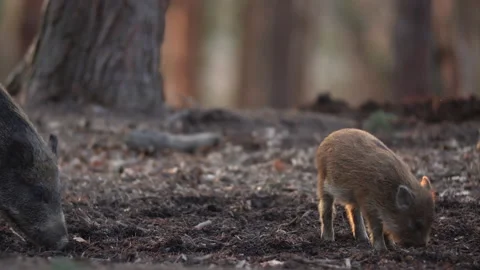 Closeup young wild boar Sus scrofa calm piggy looking for nutriment in dark wood Stock Footage 151276141